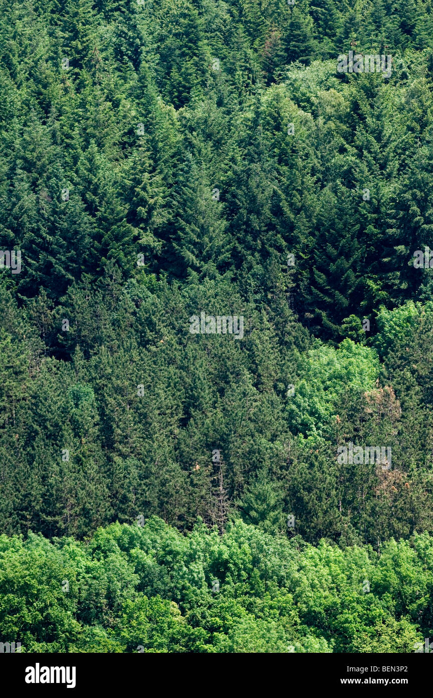 Misto di latifoglie e la foresta di conifere nelle Ardenne belghe, Belgio Foto Stock