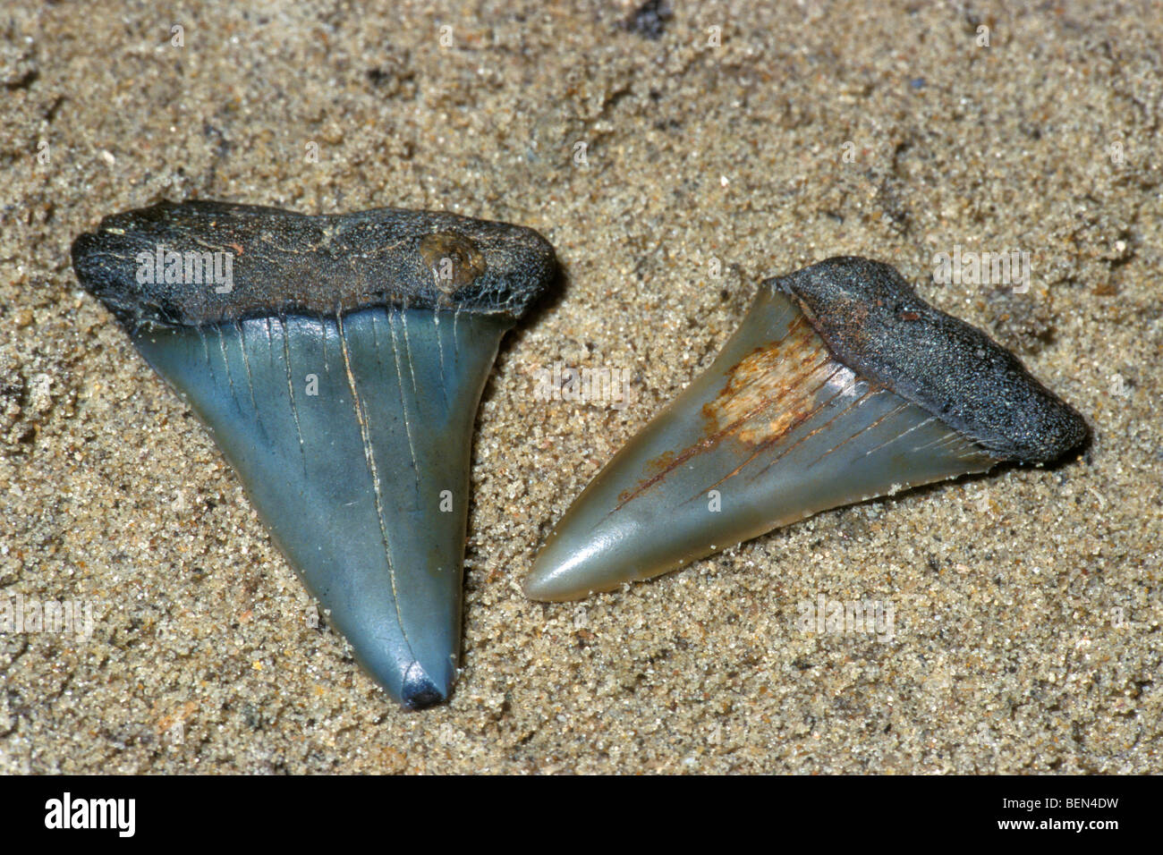 Shark denti fossili sulla spiaggia, Belgio Foto Stock