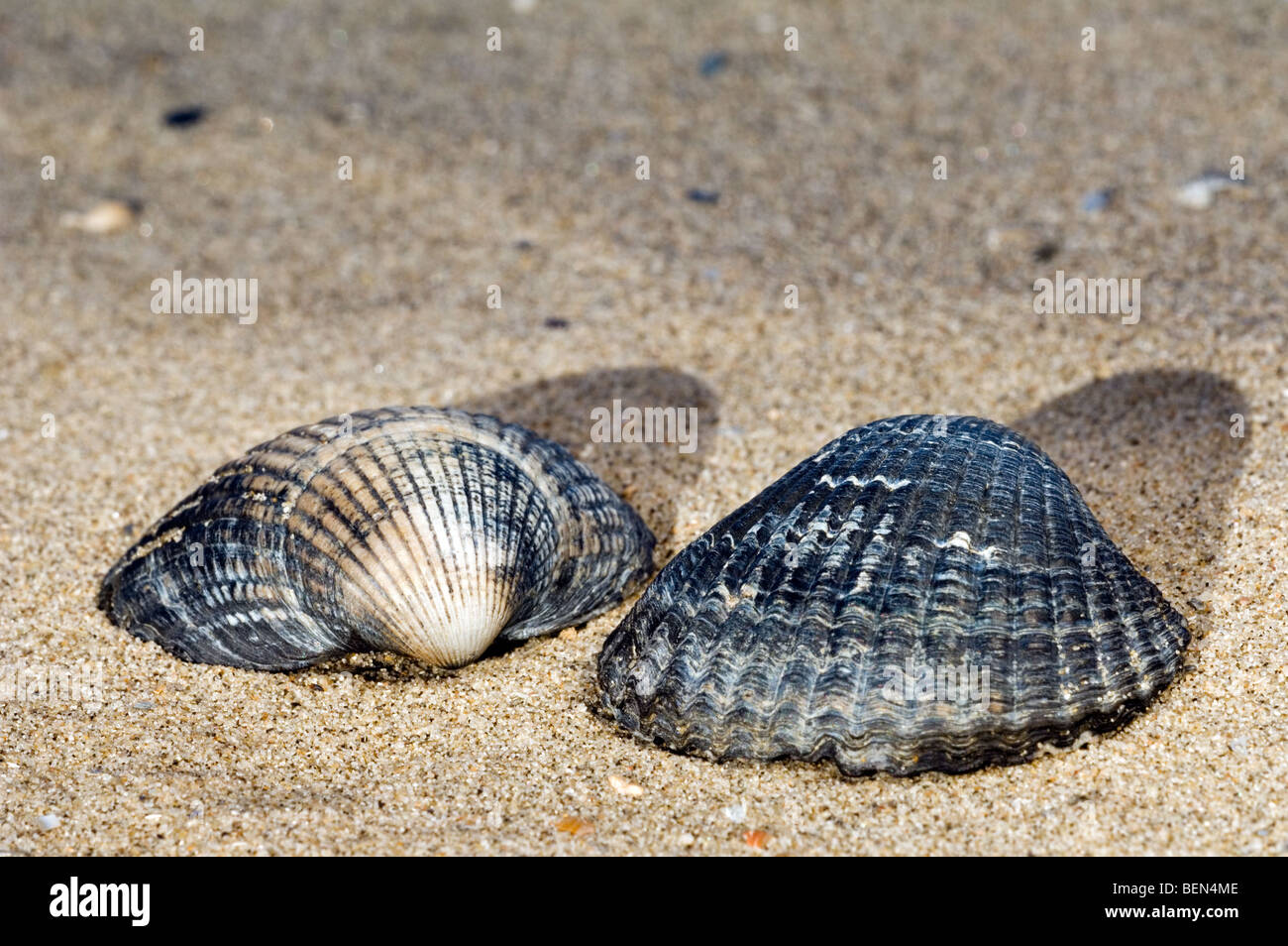 Comune di cardidi (Cerastoderma edule / Cardium edule) sulla spiaggia, Belgio Foto Stock