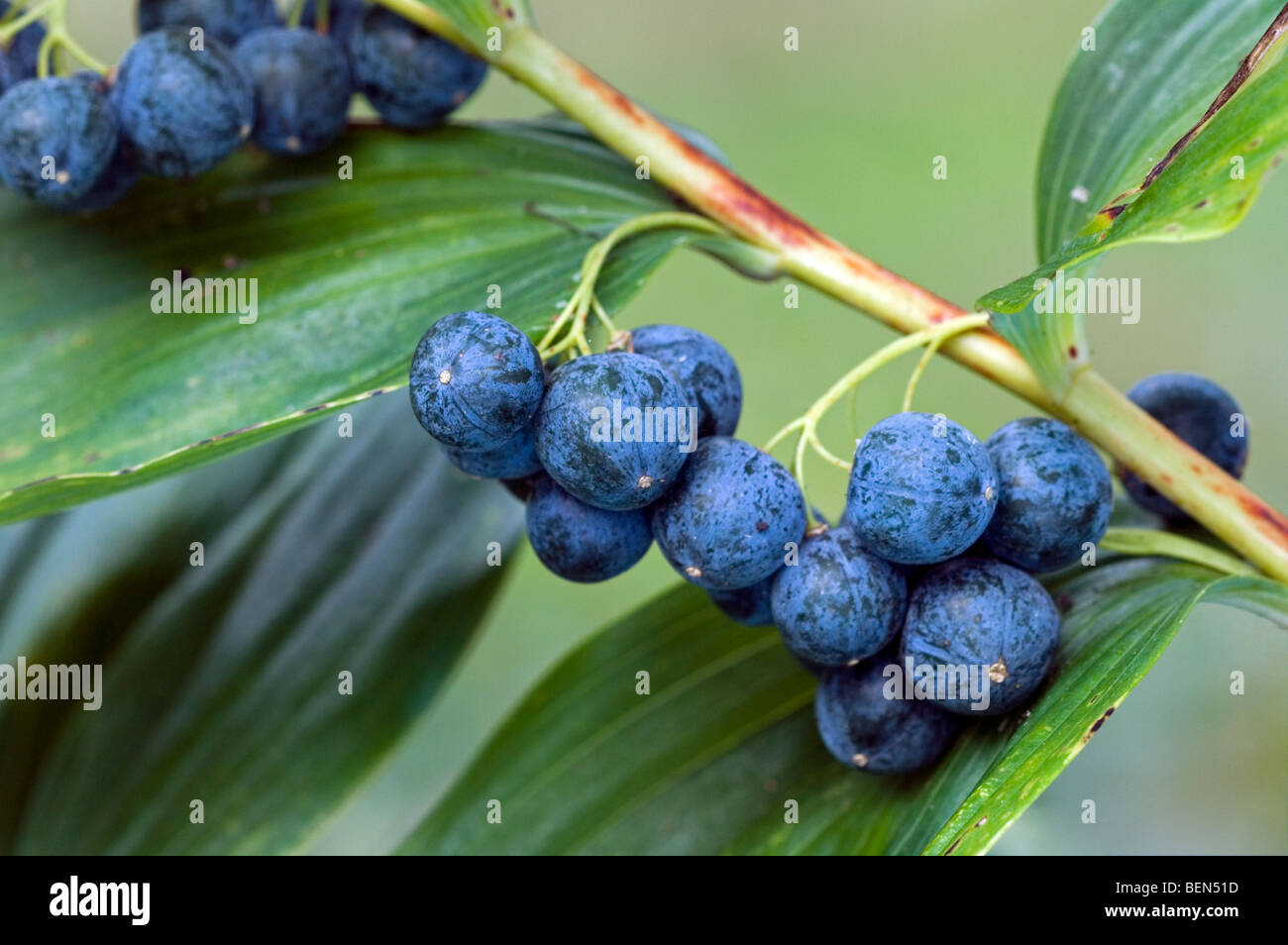 Comune di Salomone e le bacche di tenuta (Polygonatum multiflorum), Belgio Foto Stock