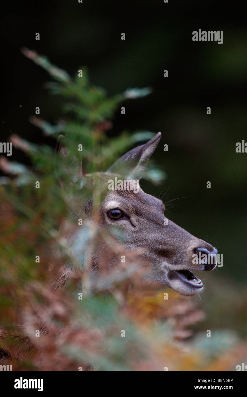 Red Deer Cervus elaphus hind in bracken Foto Stock