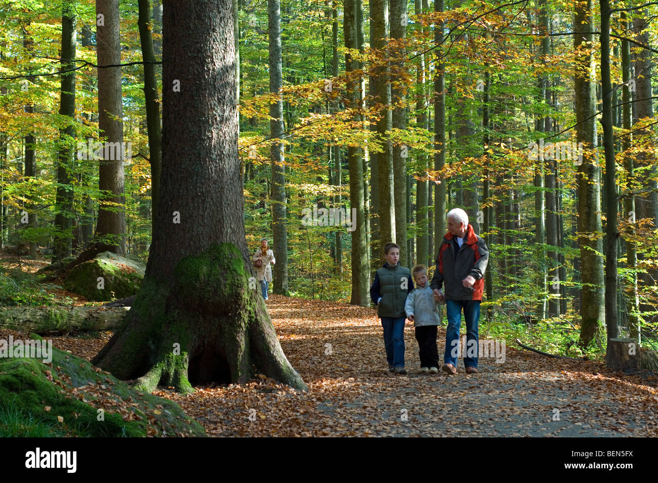 Walkers nel bosco di faggio (Fagus sylvatica) in autunno, Belgio Foto Stock