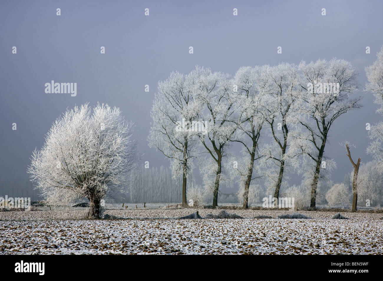 Pollard salici (Salix sp.) e pioppo (Populus sp.) coperto di brina in inverno, Belgio Foto Stock