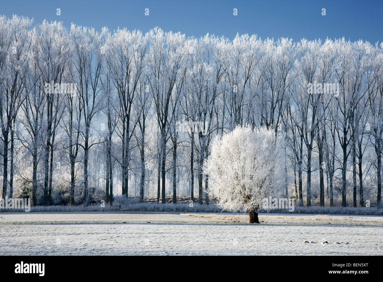 Pollard willow (Salix sp.) e pioppo (Populus sp.) coperto di brina in inverno, Belgio Foto Stock