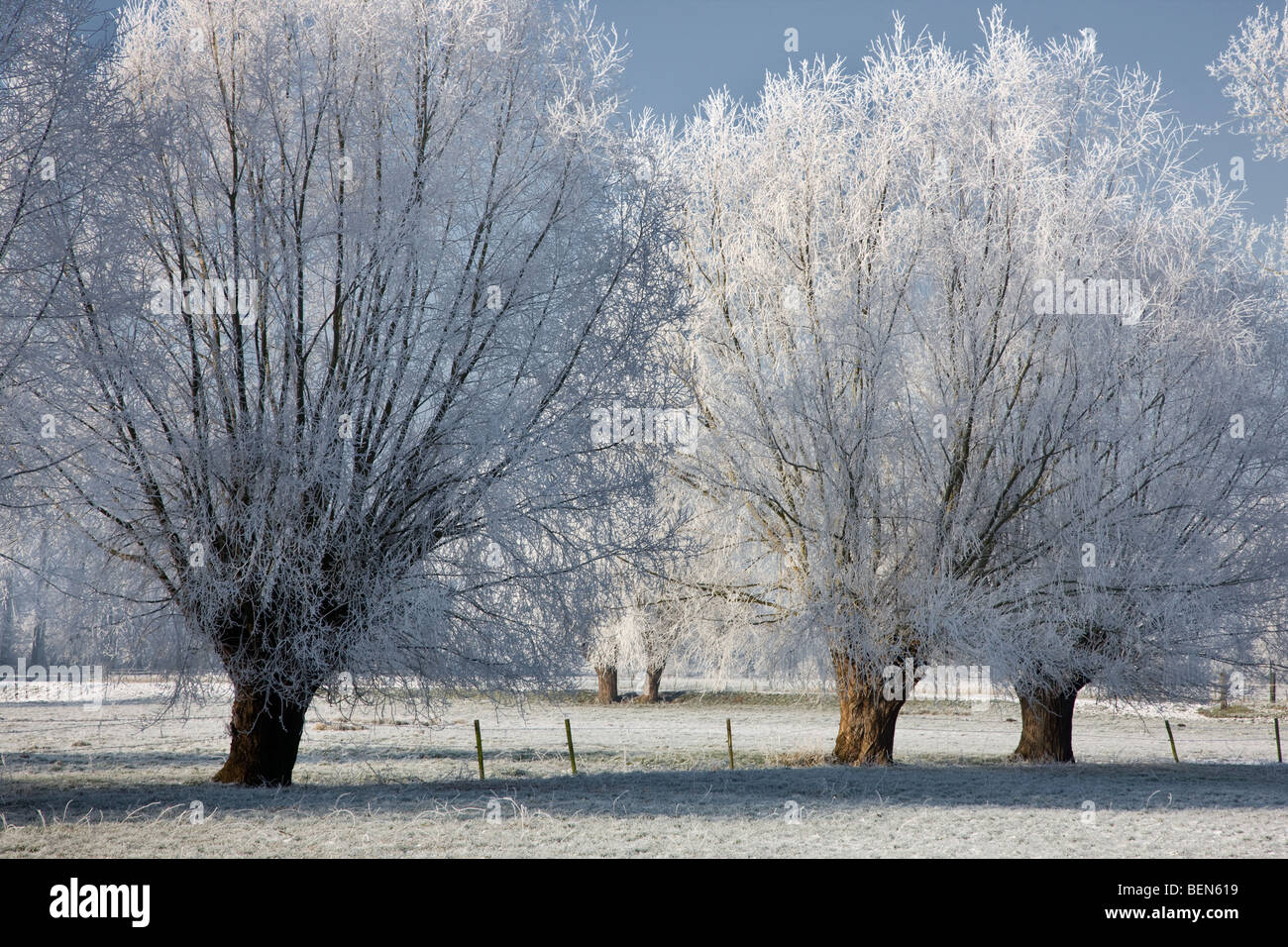 Pollard salici (Salix sp.) coperto di brina in inverno, Belgio Foto Stock