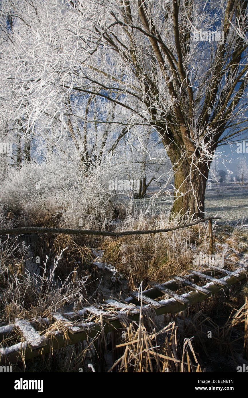 Ponte di Legno e pollard salici (Salix sp.) coperto di brina in inverno, Belgio Foto Stock