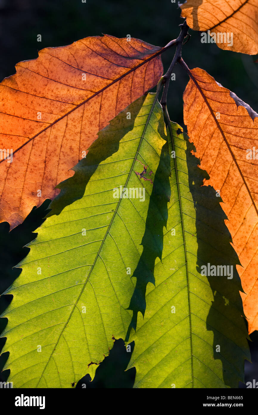 Sweet Chestnut / marron tree (Castanea sativa) le foglie in autunno Foto Stock