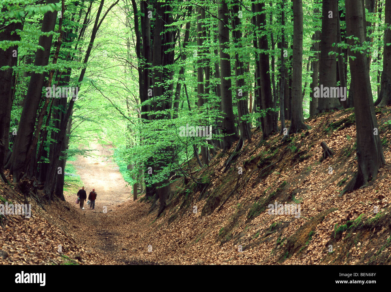 Passeggini in avenue, foresta di Halle, Belgio Foto Stock