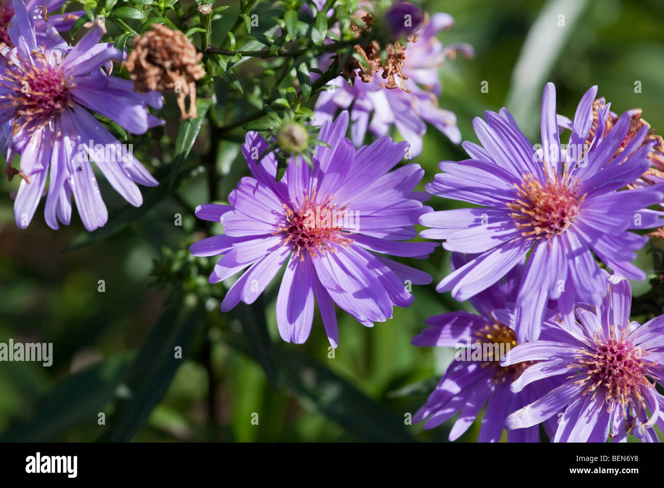 Michaelmas Daisy "Early blu" (Aster dumosus) Foto Stock