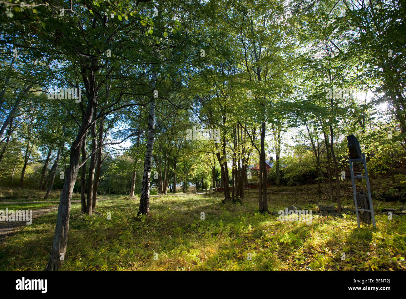 Rovere, Ek (Quercus robur) Foto Stock