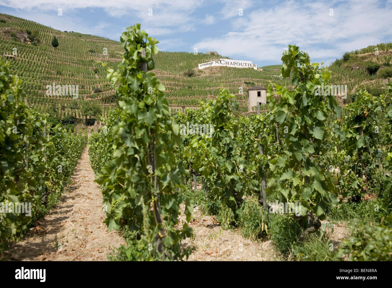 Vista del M. Chapoutier Crozes-Hermitage vigneti a Tain l'Hermitage, la valle del Rodano, Francia Foto Stock