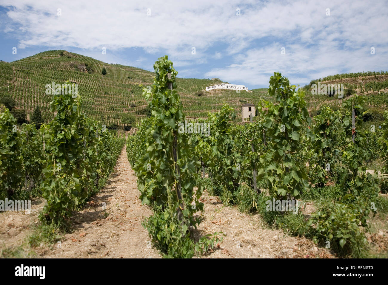 Vista del M. Chapoutier Crozes-Hermitage vigneti a Tain l'Hermitage, la valle del Rodano, Francia Foto Stock