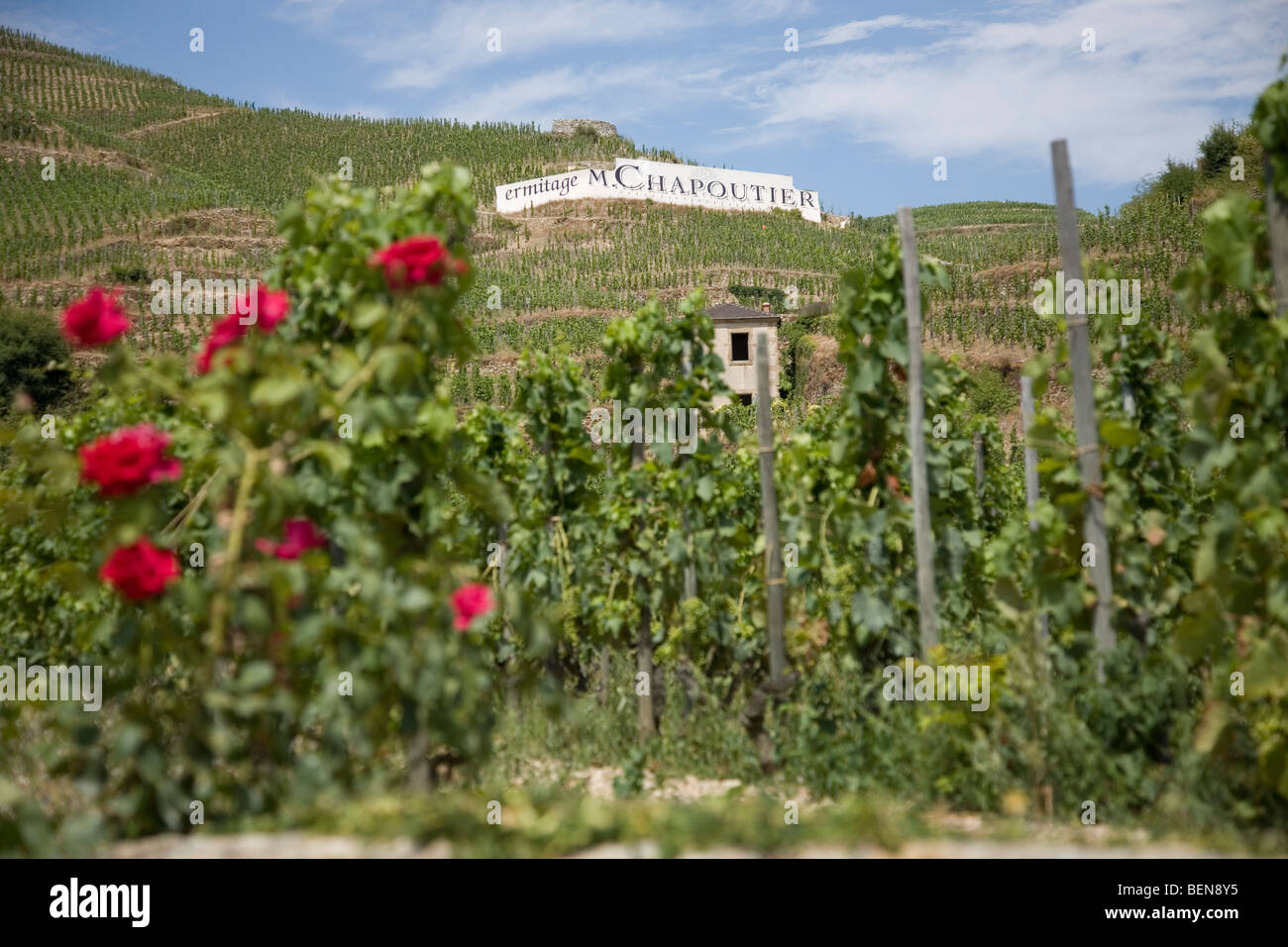 Vista del M. Chapoutier Crozes-Hermitage vigneti a Tain l'Hermitage, la valle del Rodano, Francia Foto Stock