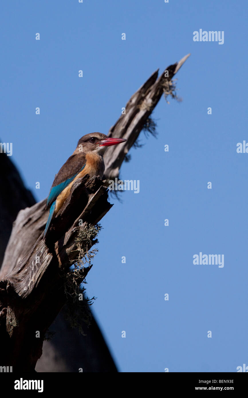 Marrone-incappucciati Kingfisher (Halcyon albiventris). Nyamithi pan. Maggio, l'inverno 2009. Ndumo Game Reserve, Kwazulu-Natal, Sud Africa. Foto Stock
