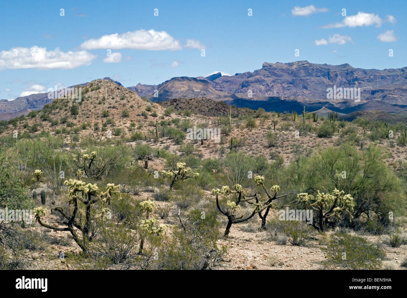 Orsacchiotto cholla (Opuntia bigelovii / Cylindropuntia bigelovii) nel deserto di Sonora, organo a canne monumento nazionale, Arizona, USA Foto Stock