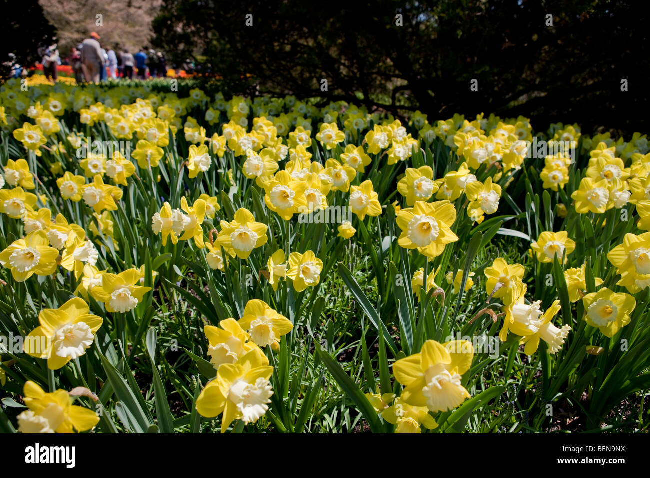 Bi--colorato (giallo e bianco) narcisi a Longwood Gardens, Pennsylvania, STATI UNITI D'AMERICA Foto Stock