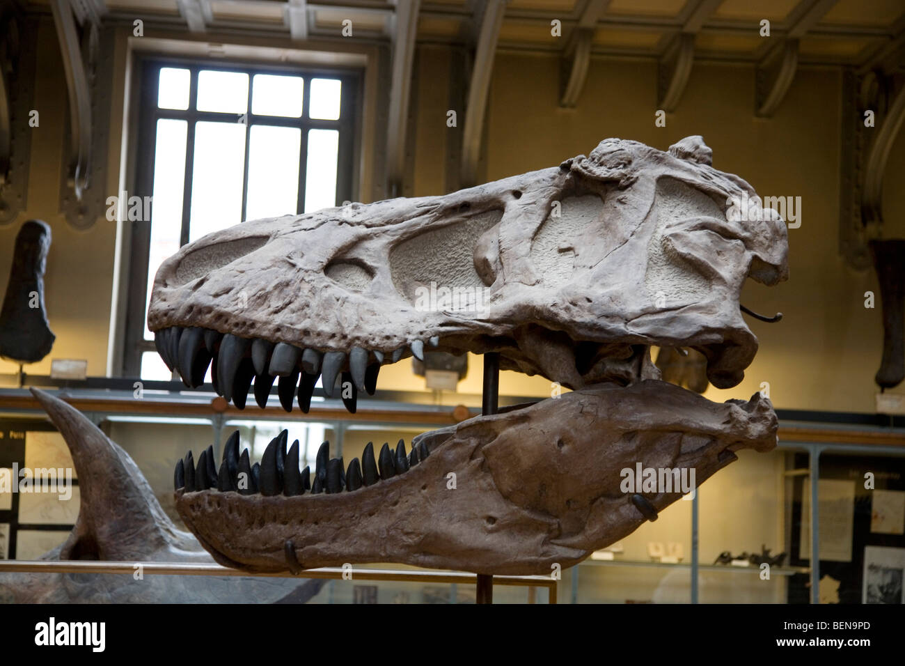 Tyrannosaurus rex cranio nella galleria di Paleontologia e di Anatomia Comparata presso il Museo di Storia Naturale di Parigi, Francia Foto Stock