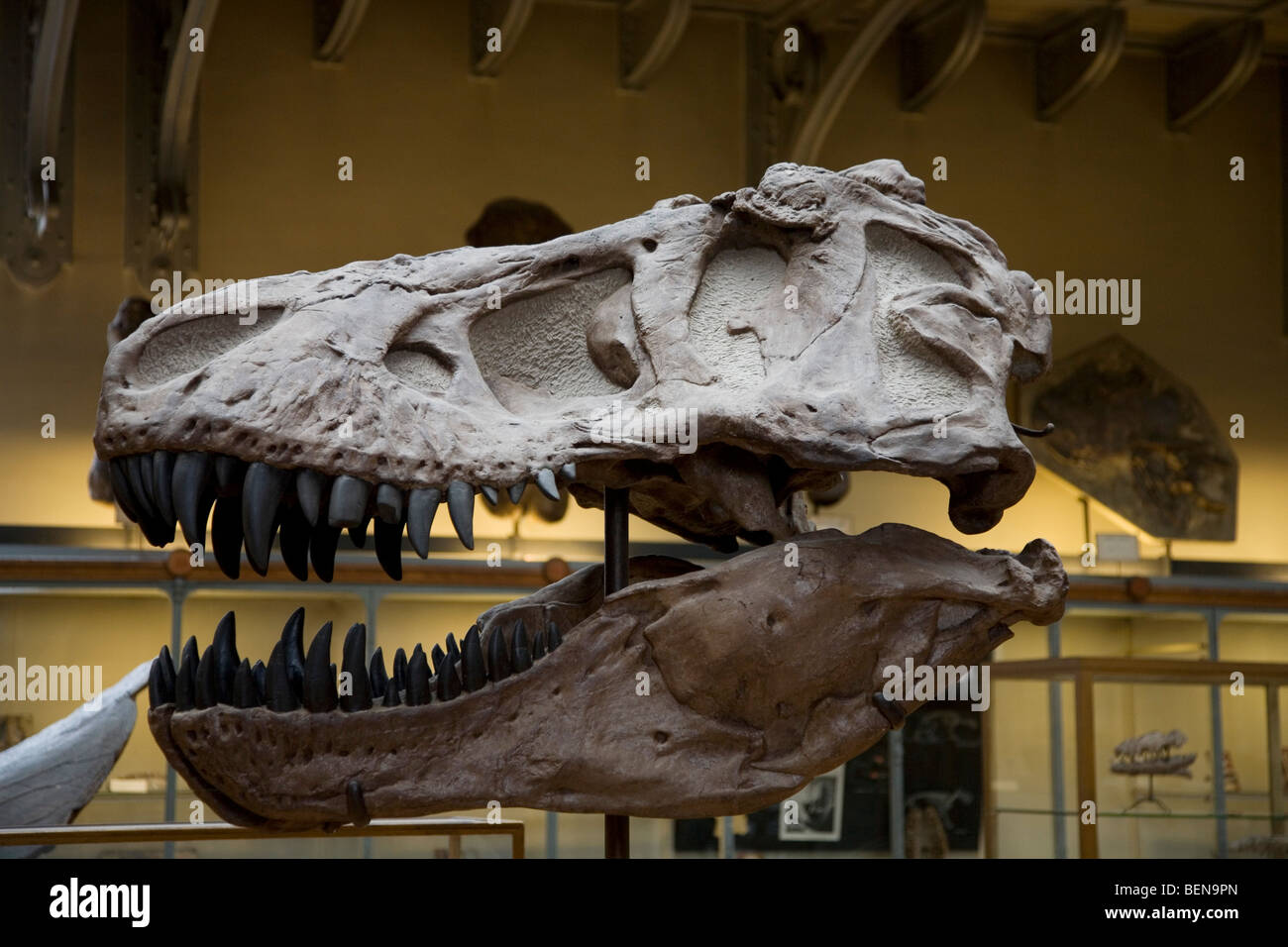 Tyrannosaurus rex cranio nella galleria di Paleontologia e di Anatomia Comparata presso il Museo di Storia Naturale di Parigi, Francia Foto Stock