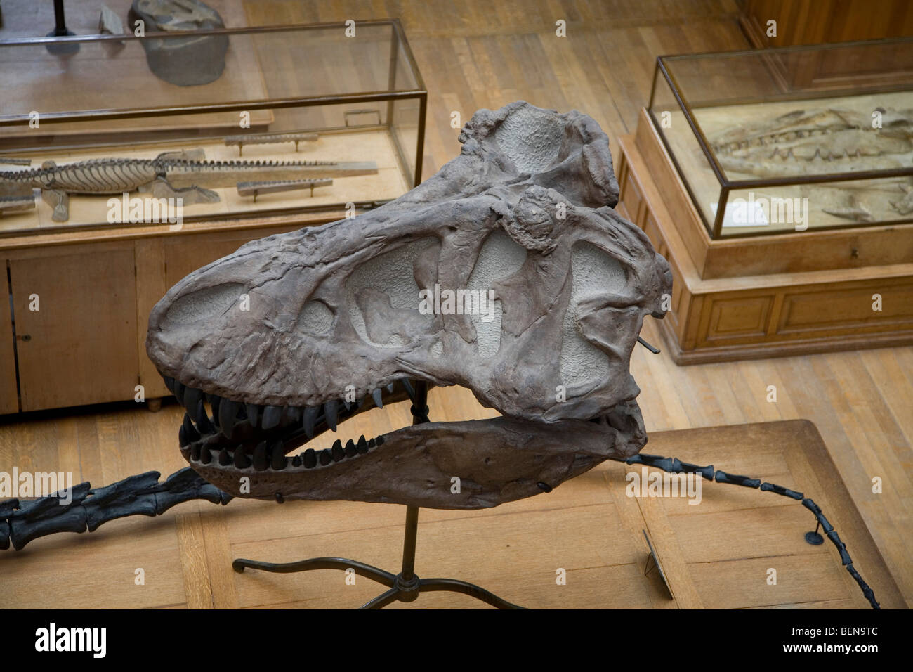 Tyrannosaurus rex cranio nella galleria di Paleontologia e di Anatomia Comparata presso il Museo di Storia Naturale di Parigi, Francia Foto Stock