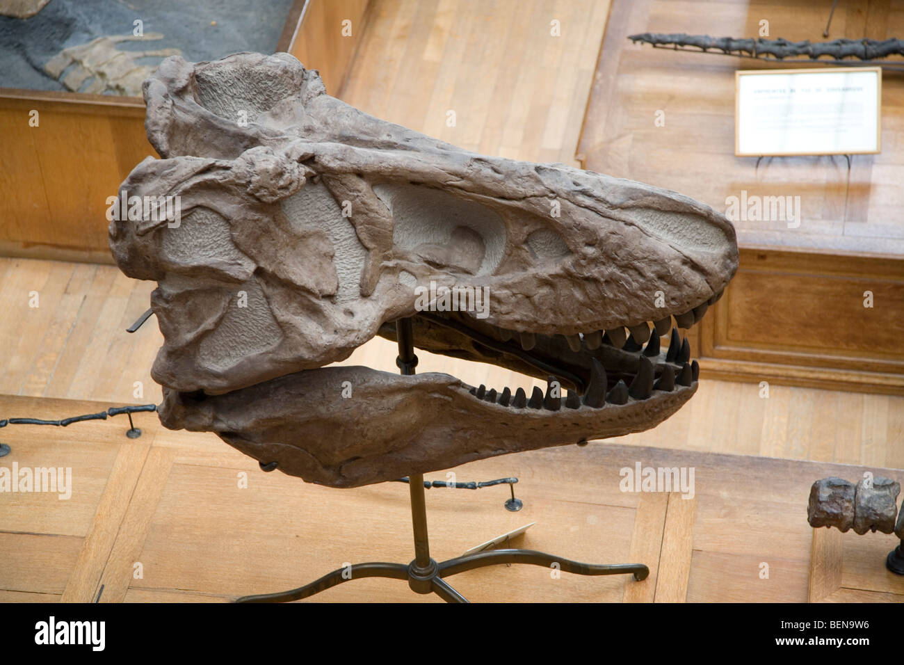 Tyrannosaurus rex cranio nella galleria di Paleontologia e di Anatomia Comparata presso il Museo di Storia Naturale di Parigi, Francia Foto Stock