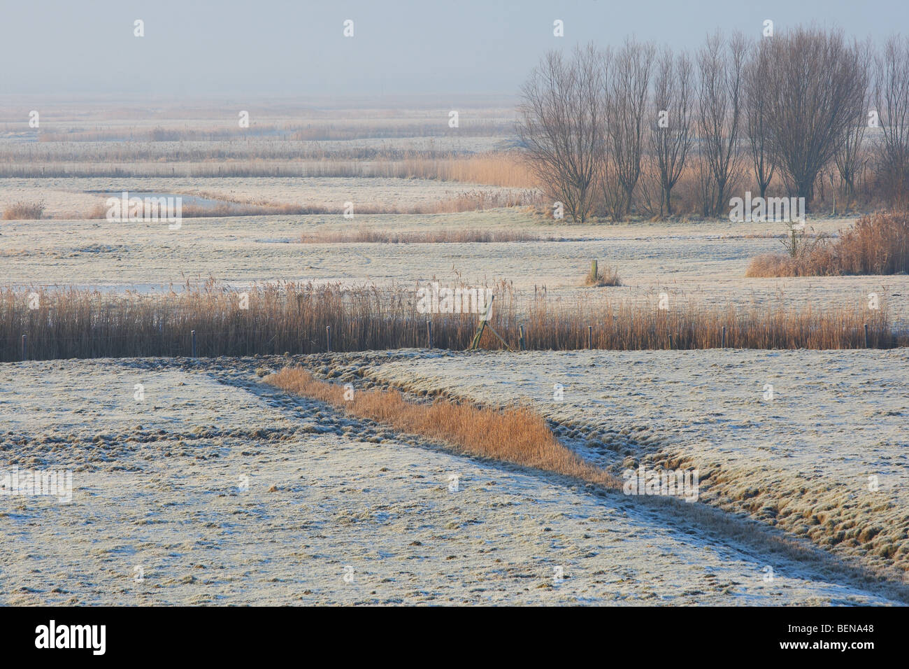 Pollard alberi, fossati e frange di reed in meadowlands in inverno, Uitkerkse polder, Belgio Foto Stock