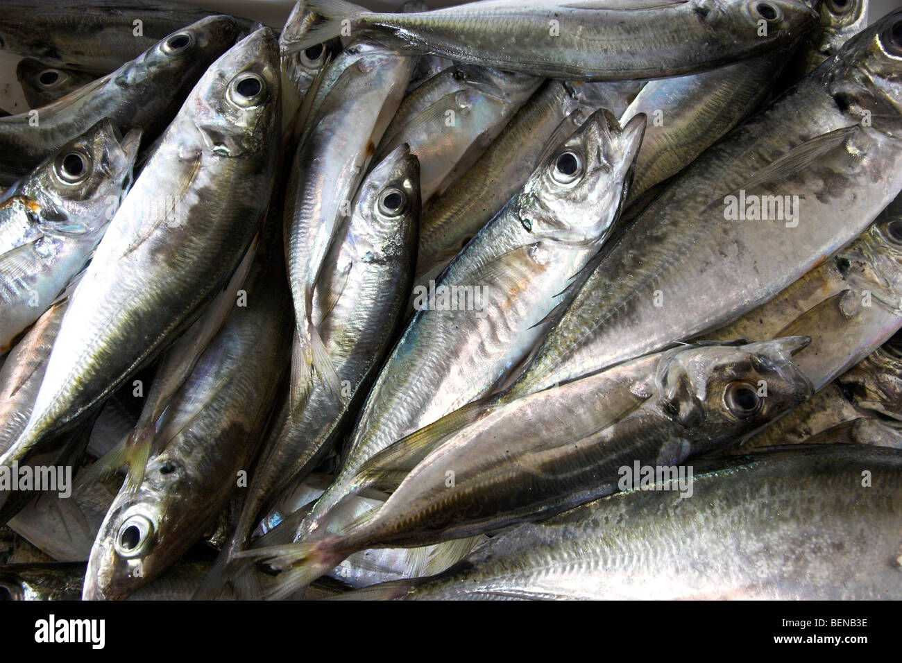 Foto di pesce fresco raccolte di recente dall'oceano Foto Stock