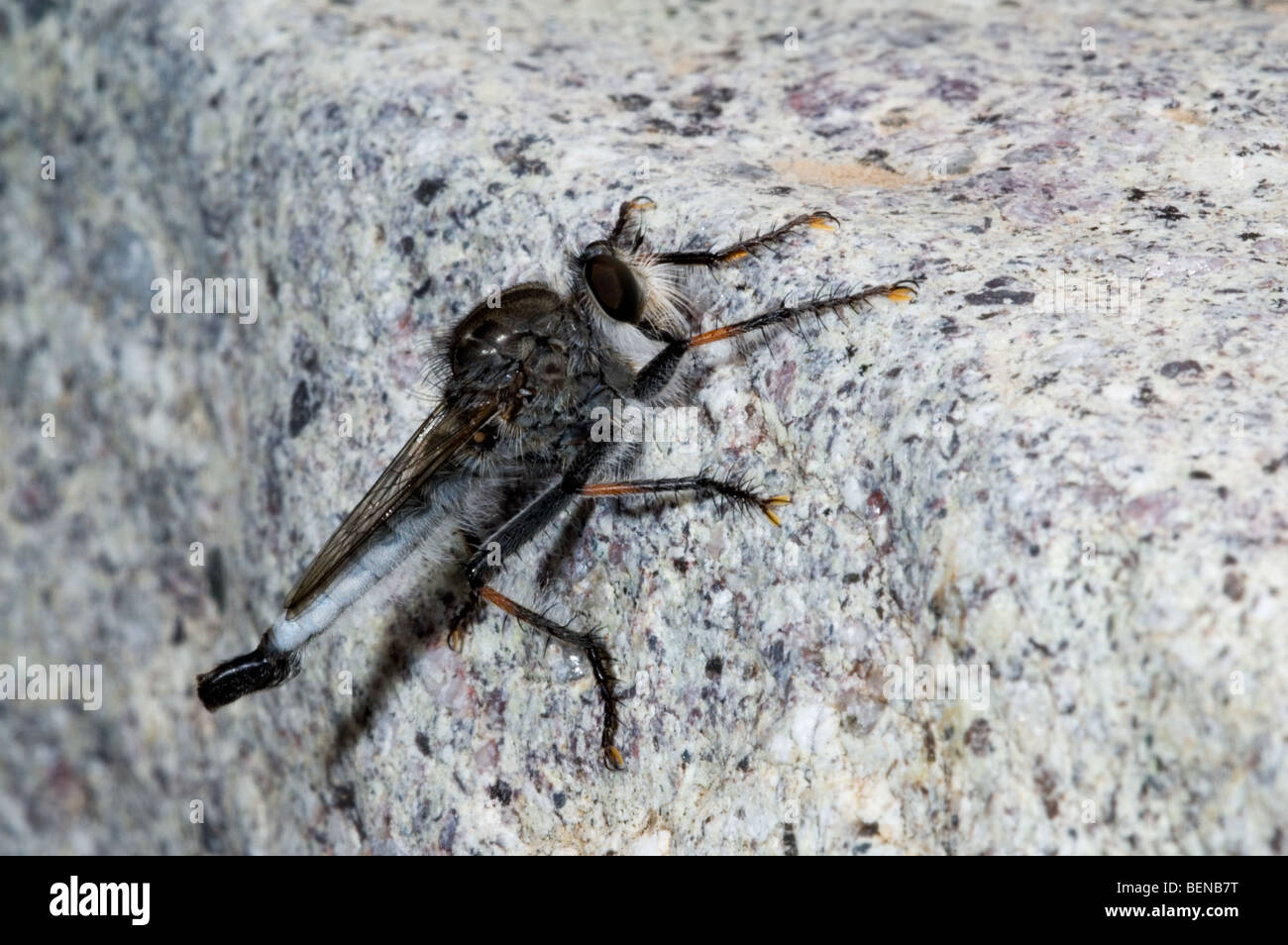 Rapinatore volare / assassin vola (Pogonioefferia nemoralis) sulla roccia nel deserto Sonoran, Arizona, Nord America, US Foto Stock