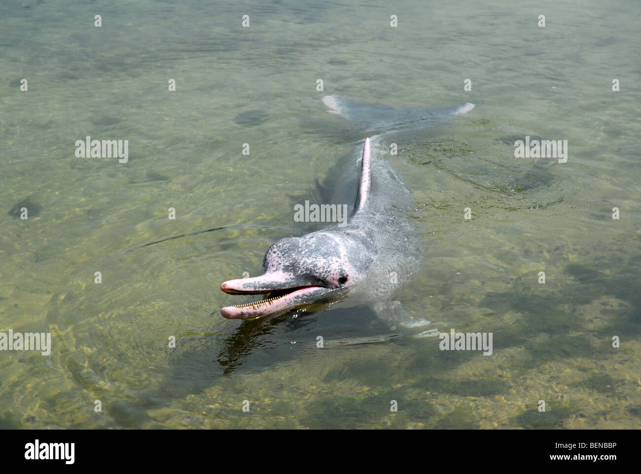 Indo-pacifico Humpback Dolphin, o Delfino Rosa e la Laguna dei Delfini, l'Isola di Sentosa, Singapore Foto Stock