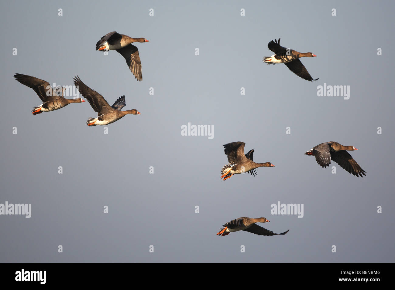 Volo di maggiore bianco-fronteggiata Goose (Anser albifrons) Foto Stock