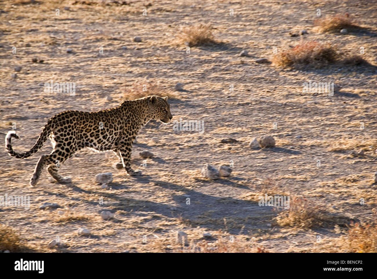 Leopard in esecuzione in aperto. Il Parco Nazionale di Etosha, Namibia, Africa. Foto Stock