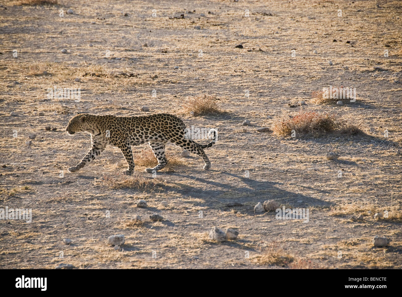 Leopard in esecuzione in aperto. Il Parco Nazionale di Etosha, Namibia, Africa. Foto Stock