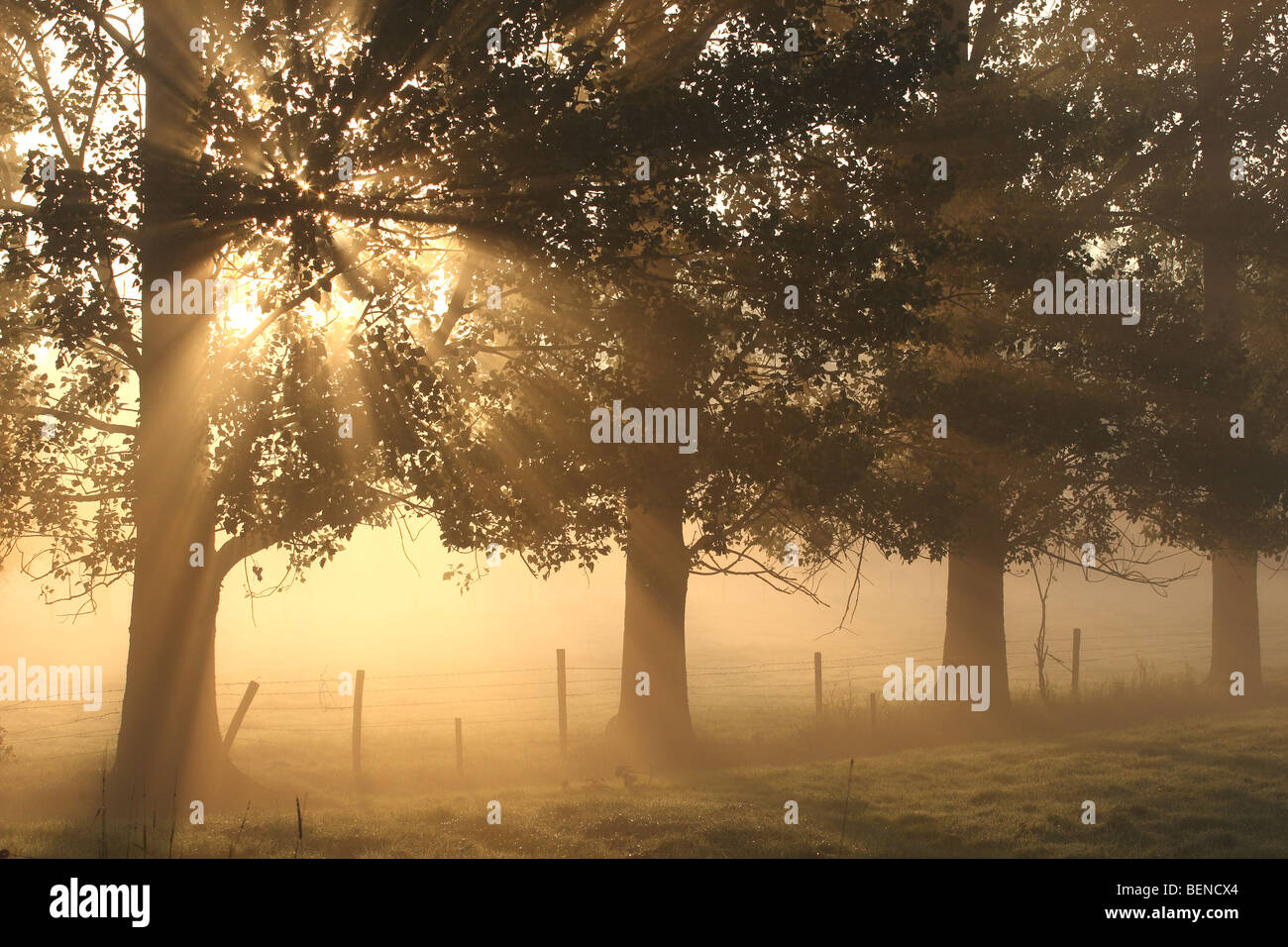 Fila di pioppi (Populus sp.) all'alba e la nebbia, Belgio Foto Stock