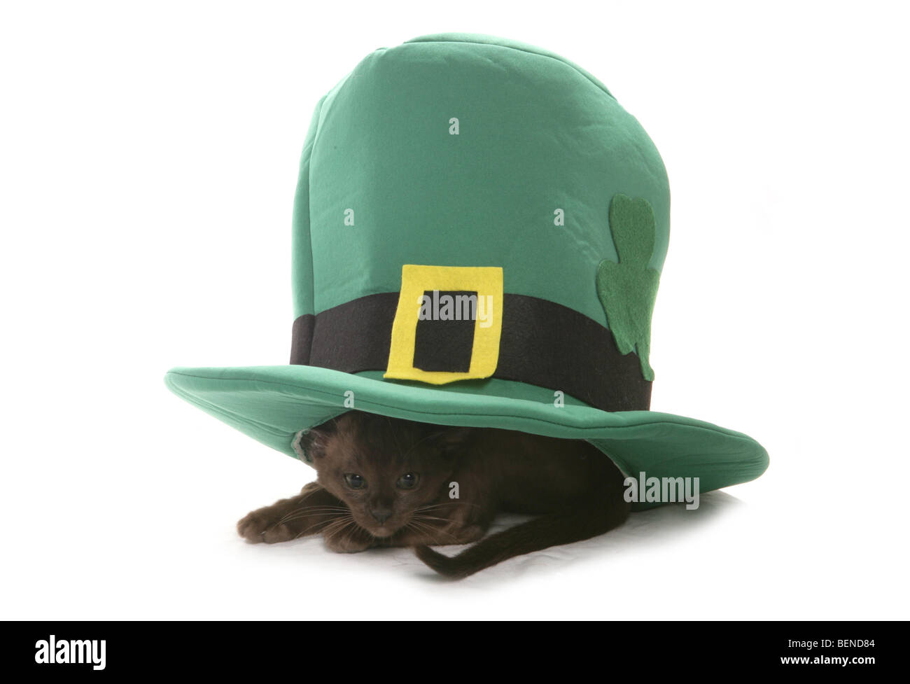 Gattino birmano in st patricks hat ritratto in studio Foto Stock