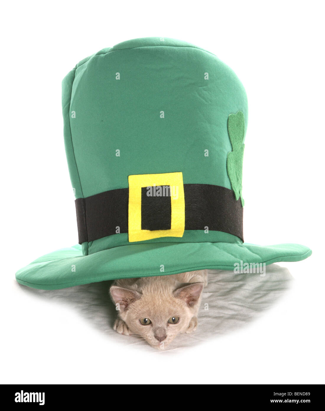 Gattino birmano in st patricks hat ritratto in studio Foto Stock
