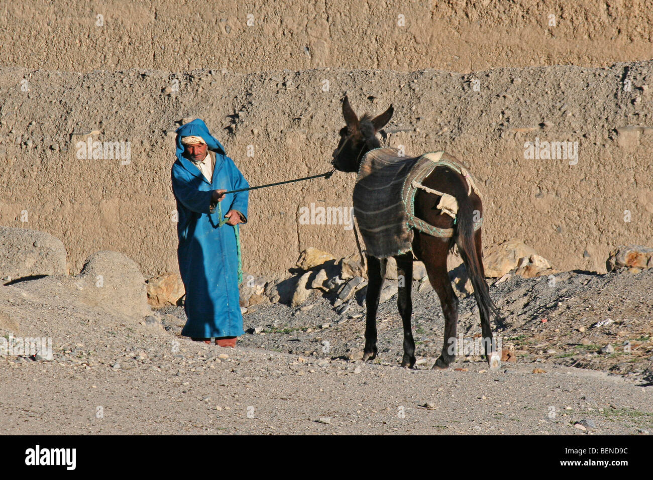 Berber uomo tirando testardo mule (Equus asinus) dell'Atlante, Marocco, Africa del Nord Foto Stock