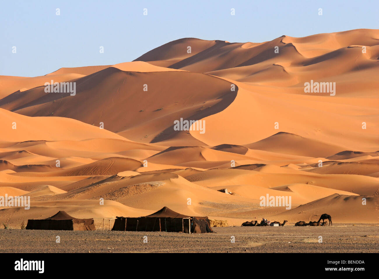 Tenda beduina e dromedario cammelli (Camelus dromedarius) tra le dune di sabbia rossa, Erg Chebbi, il deserto del Sahara, Marocco, Africa del Nord Foto Stock