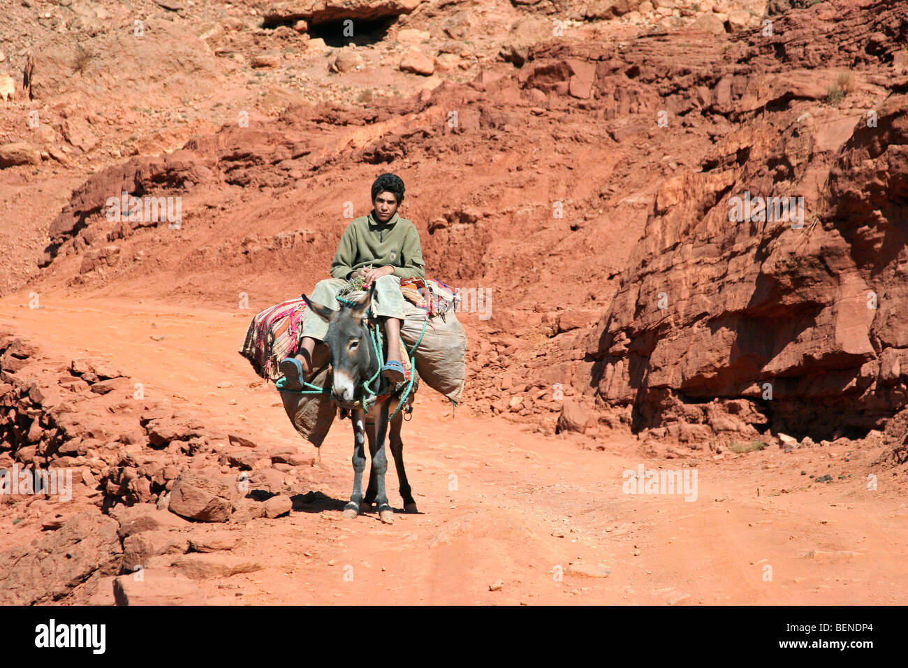Berber boy riding heavy-laden asino (Equus asinus) pesantemente caricato con materiale promozionale Atlas Mountains, Marocco, Africa del Nord Foto Stock