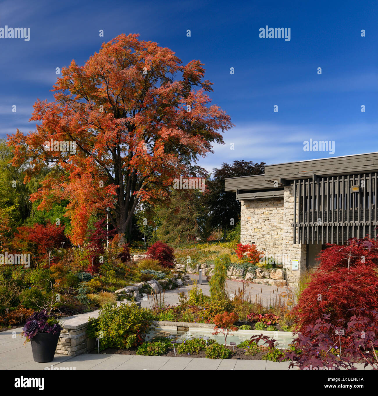 Rosso acero e un edificio nuovo e moderno a Toronto il giardino botanico di giardini di Edwards toronto nel prossimo autunno con il blu del cielo Foto Stock