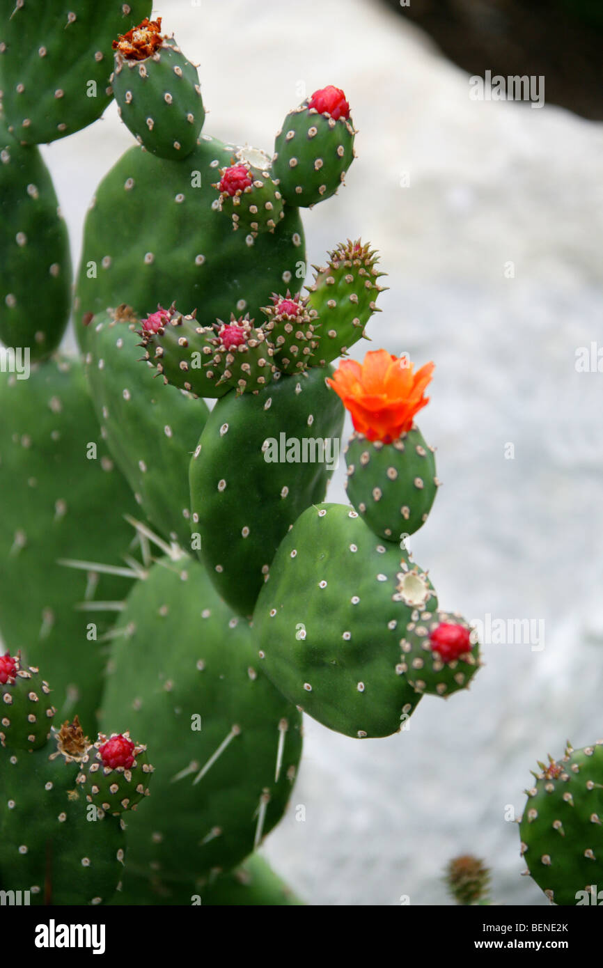 Ficodindia, Opuntia quitensis, Cactaceae, Perù, Ecuador, Sud America Foto Stock