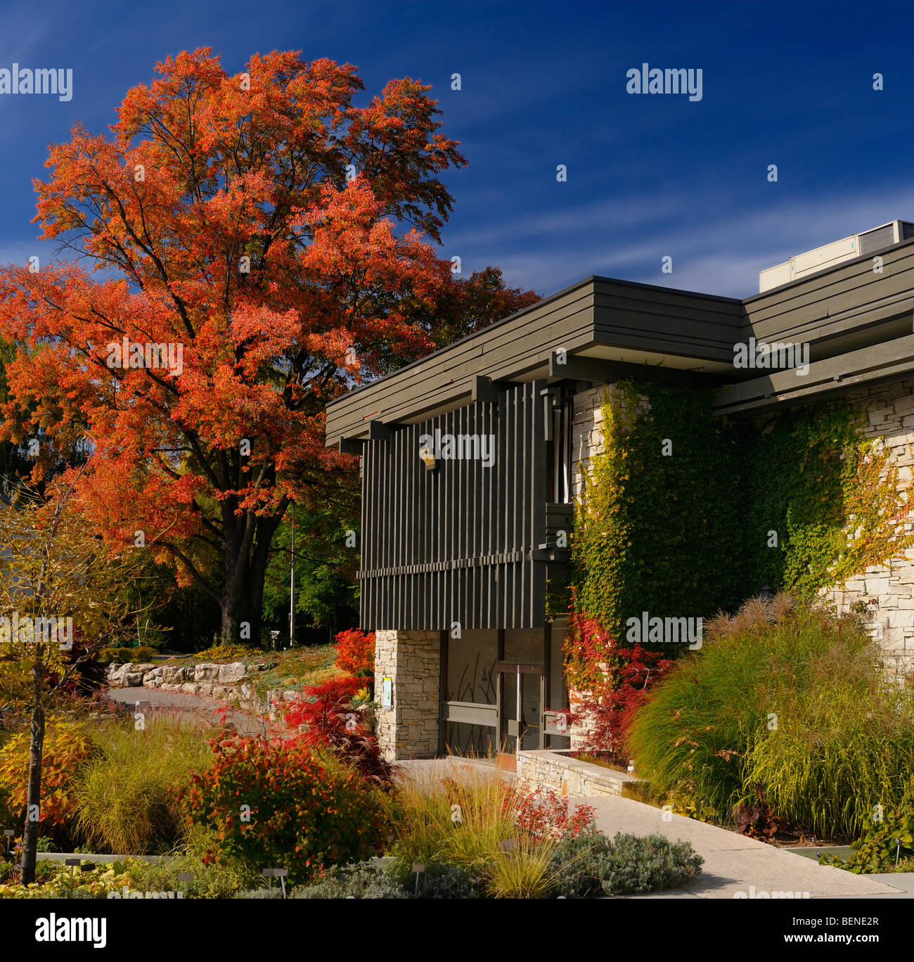 Rosso acero presso la nuova toronto Botanical Garden Building a Edwards gardens toronto in autunno Foto Stock