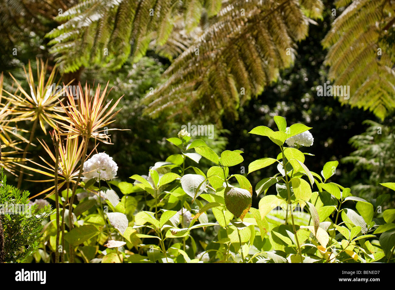 Palme tropicali e le felci nel Monte Palace Gardens, Monte, Funchal, Madeira Foto Stock