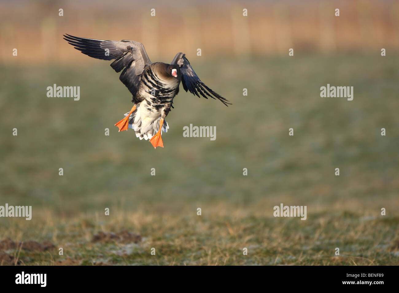 Maggiore bianco-fronteggiata Goose (Anser albifrons) Foto Stock