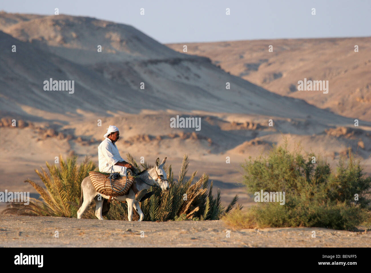 L'uomo vestito di jalabiya tradizionale / galabiya cavalcare un asino (Equus asinus), Bahariyya oasi, Western Desert, Egitto, Africa Foto Stock