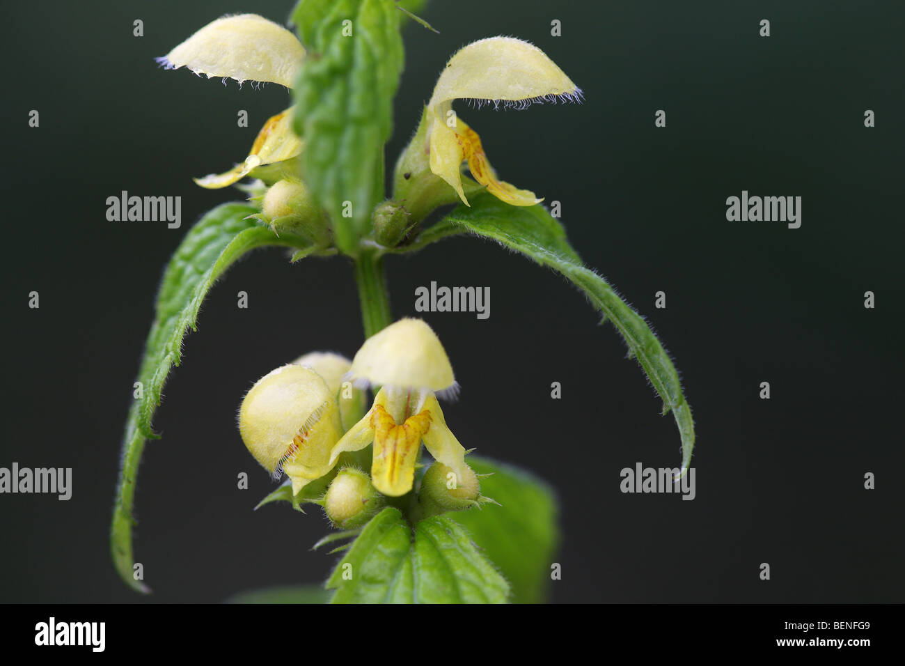 Fiori di fioritura Golden dead ortica / Giallo arcangelo (Lamium galeobdolon) Foto Stock