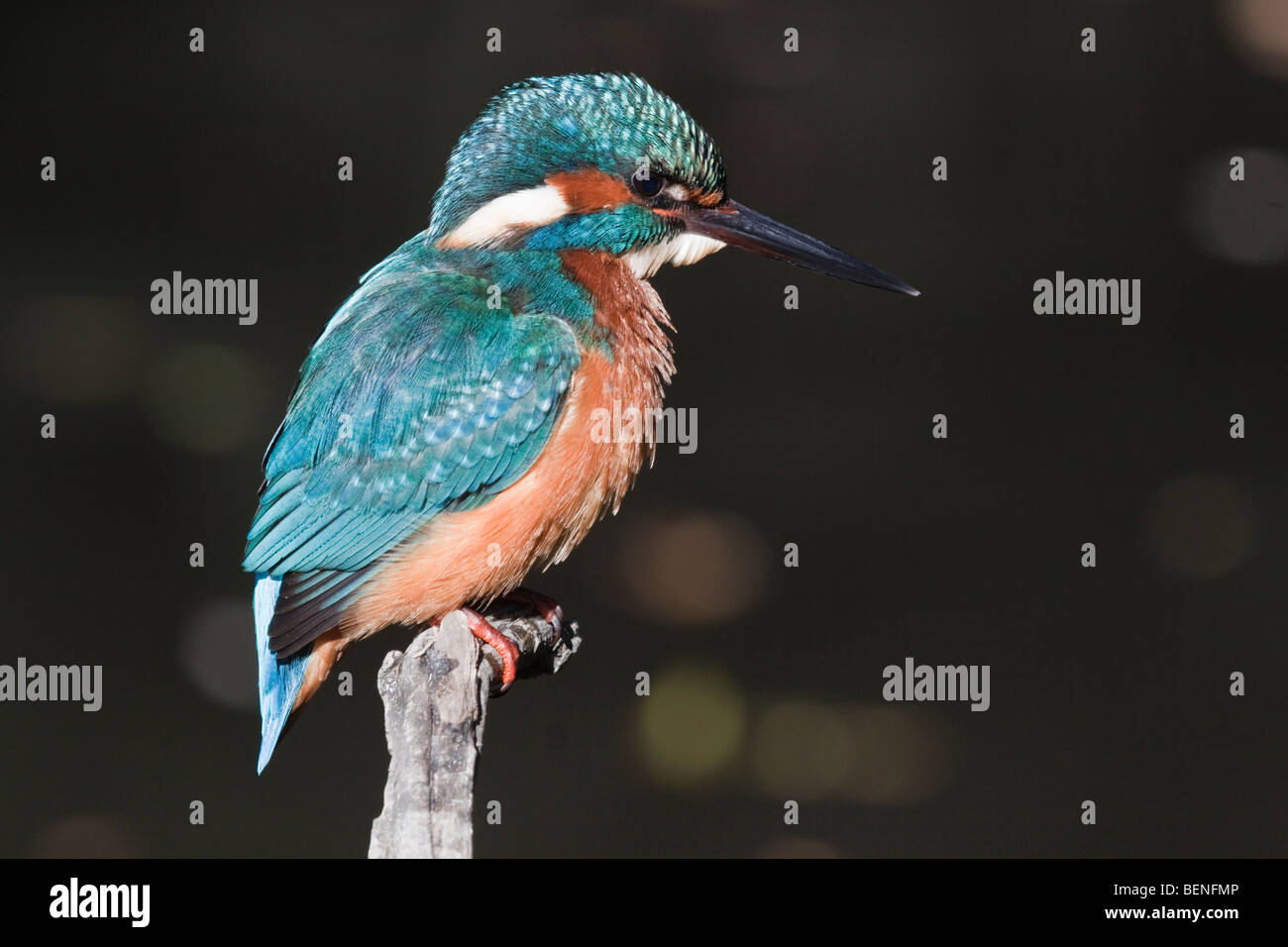 Alcedo atthis Foto Stock