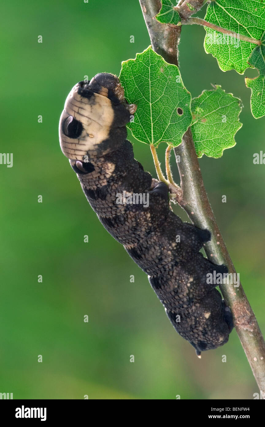 Elephant hawk moth caterpillar (Deilephila elpenor) mangiare esce dalla struttura ad albero Foto Stock