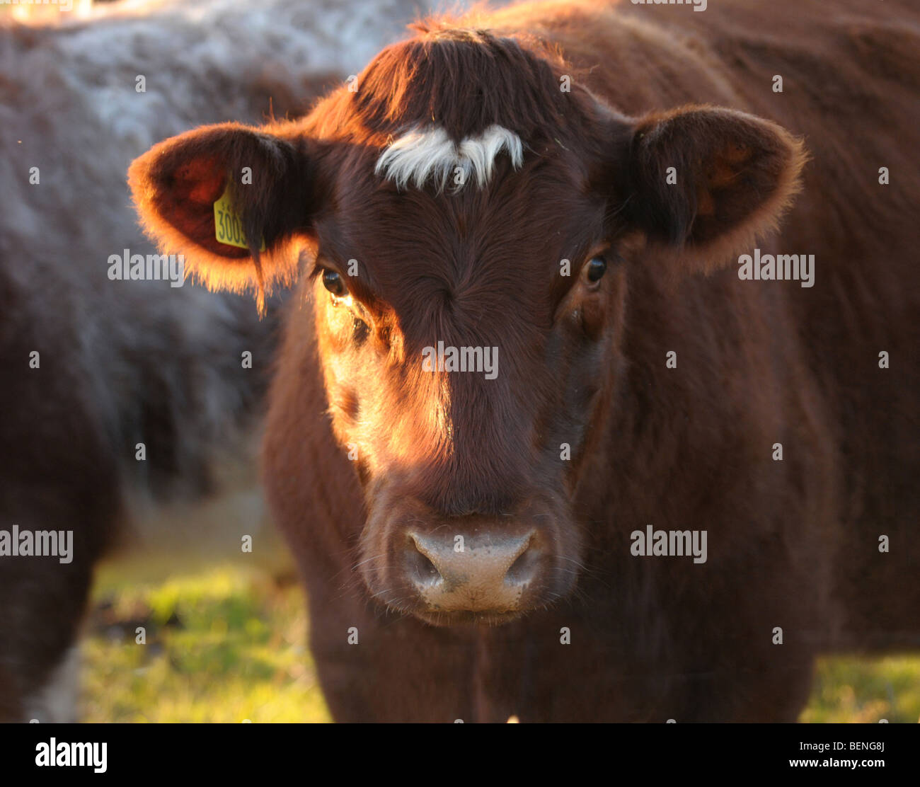 Le mucche in un campo come il sole autunnale set. Foto Stock