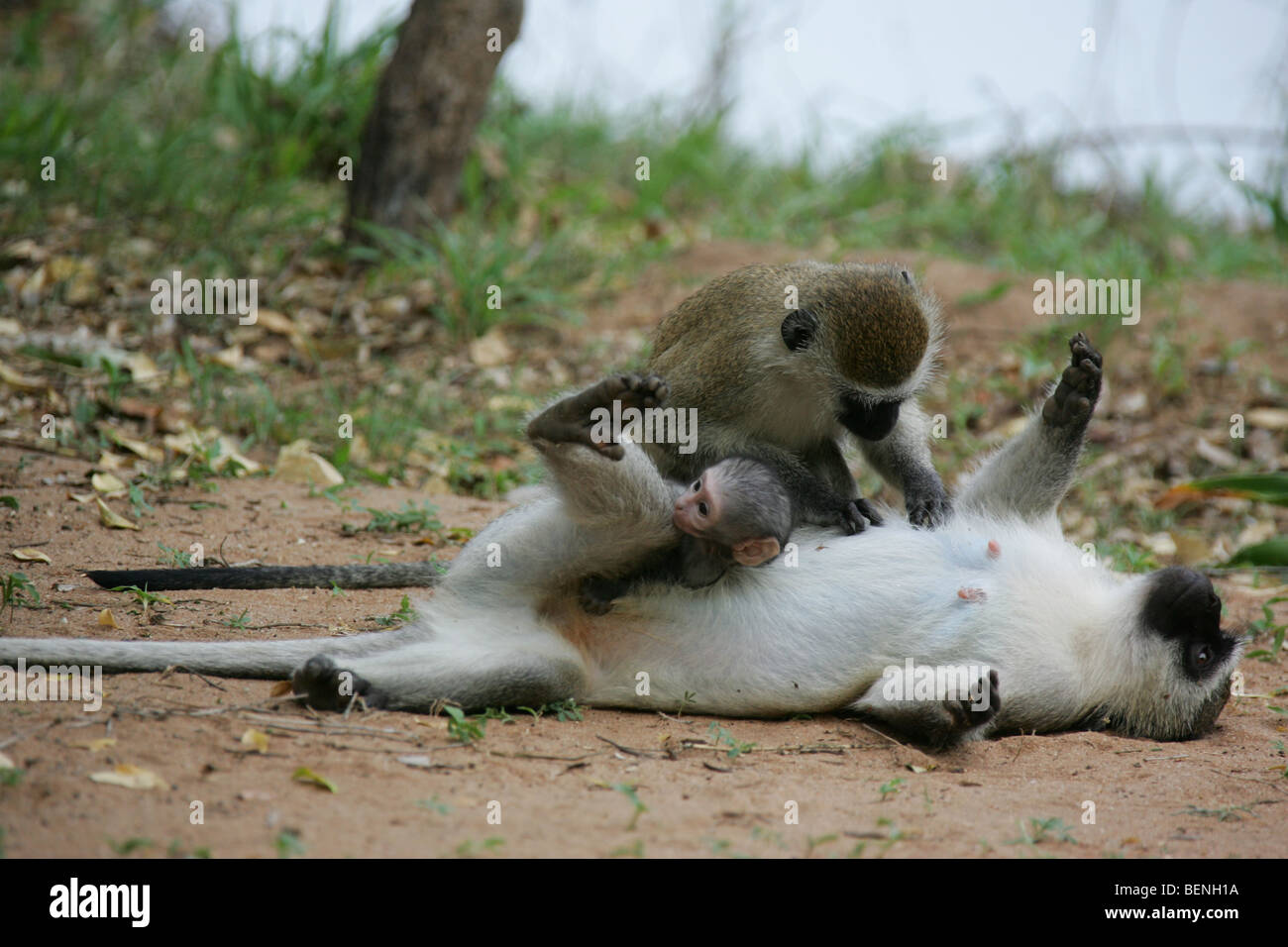 Incontro con la riproduzione di scimmie Vervet nella Riserva Selous in Tanzania Foto Stock