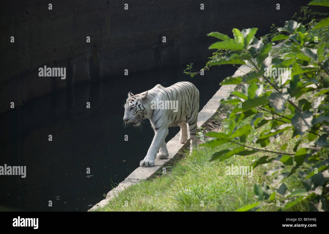 Albino bianco tigre vivono in cattività negli zoo Alipore Kolkata West Bengal India Foto Stock