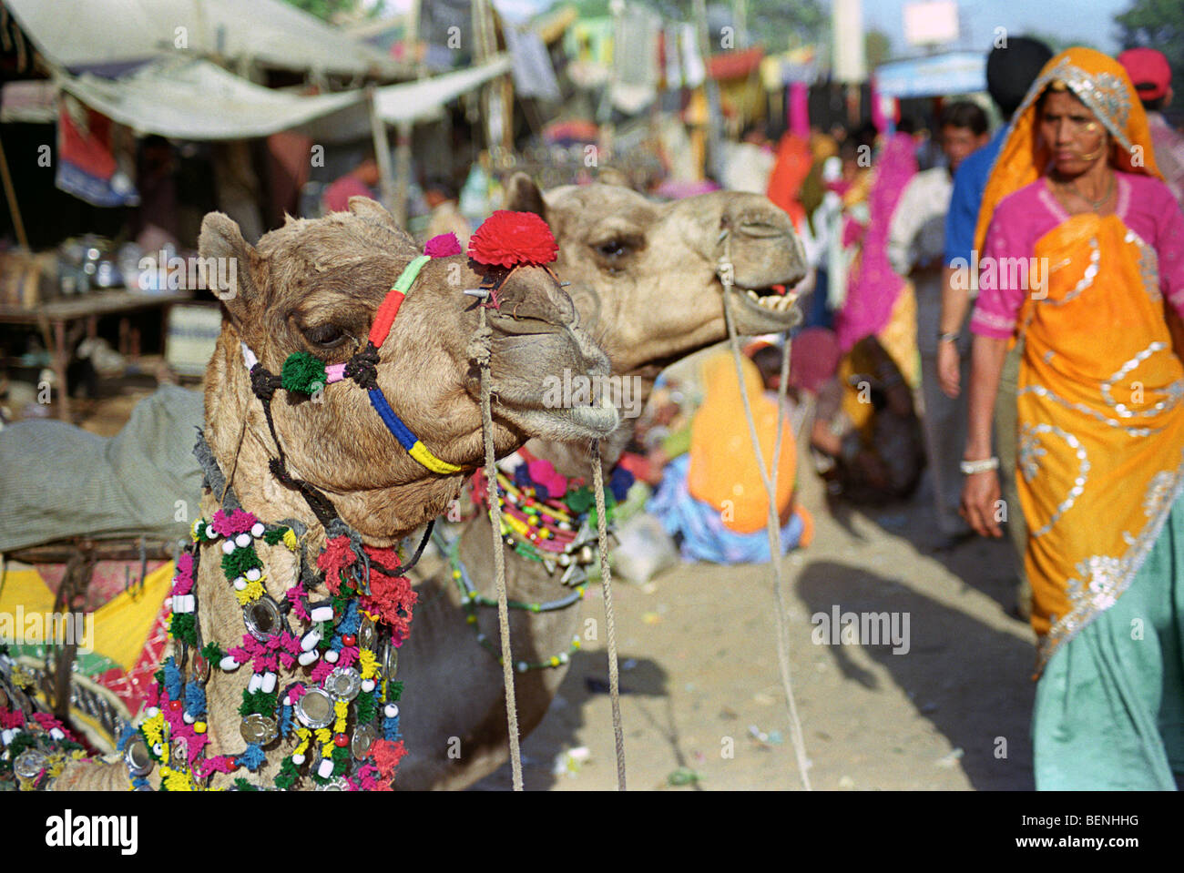 Decorate i cammelli in fiera Puskar Puskar Rajasthan in India Foto Stock